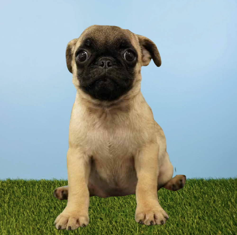 carousel pet images