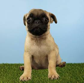 Pug