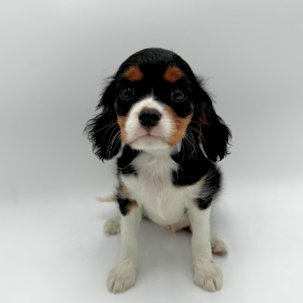 pet breed image