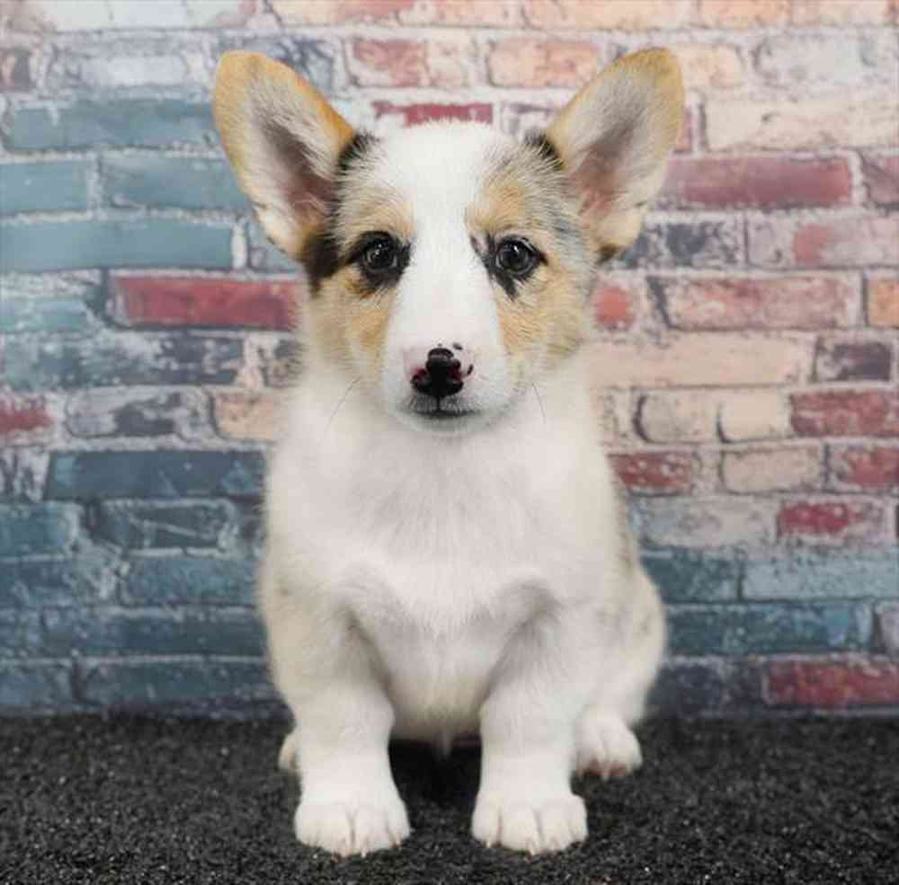 Image of a pet breed in the gallery