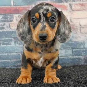 Dachshund