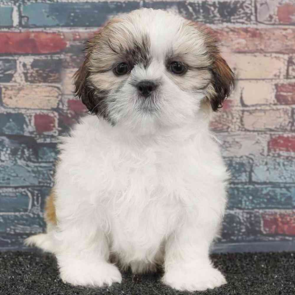 pet breed image