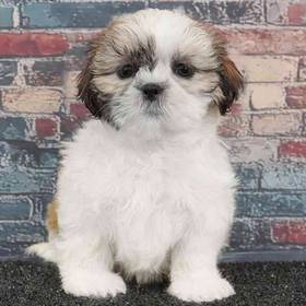 Shih Tzu