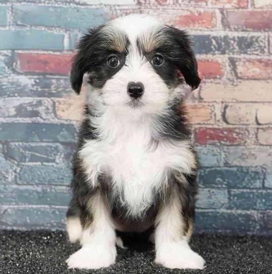 Chinese Crested