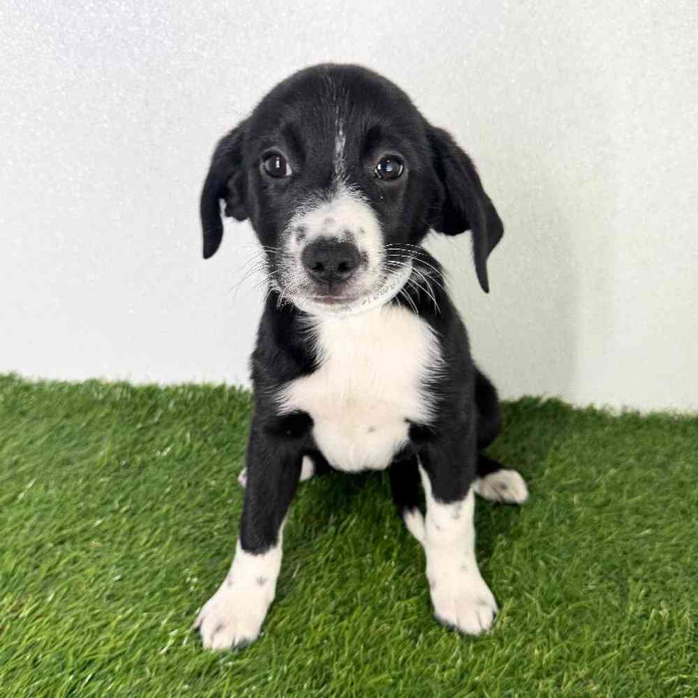 Image of a pet breed in the gallery