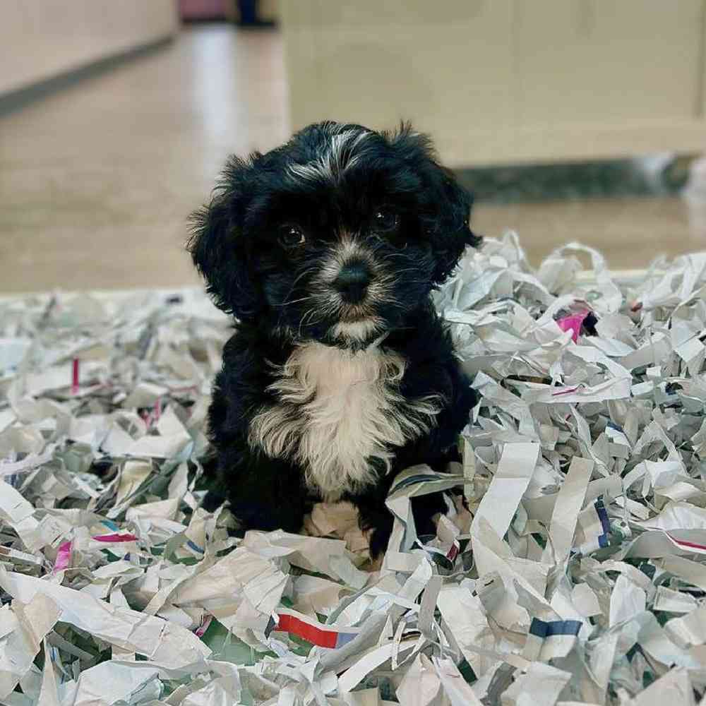 carousel pet images
