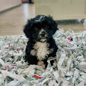 Cavachon