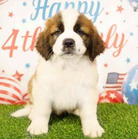 Saint Bernard
