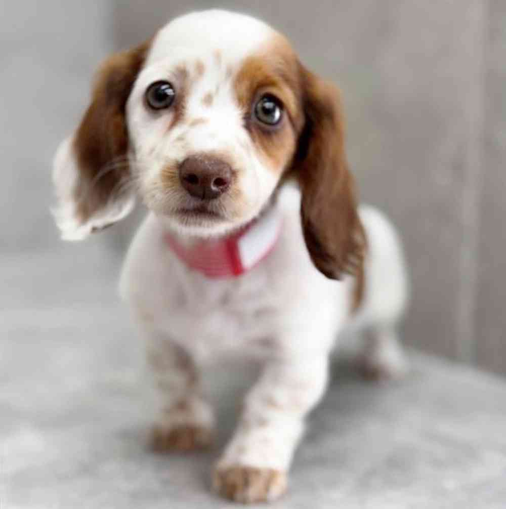 Image of a pet breed in the gallery