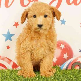 Poodle