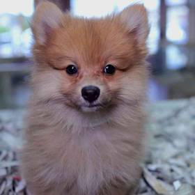 Pomeranian