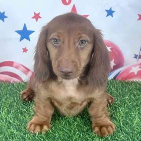Dachshund