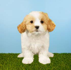 Cavachon