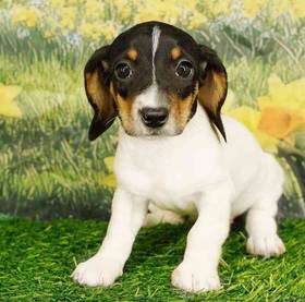 Dachshund
