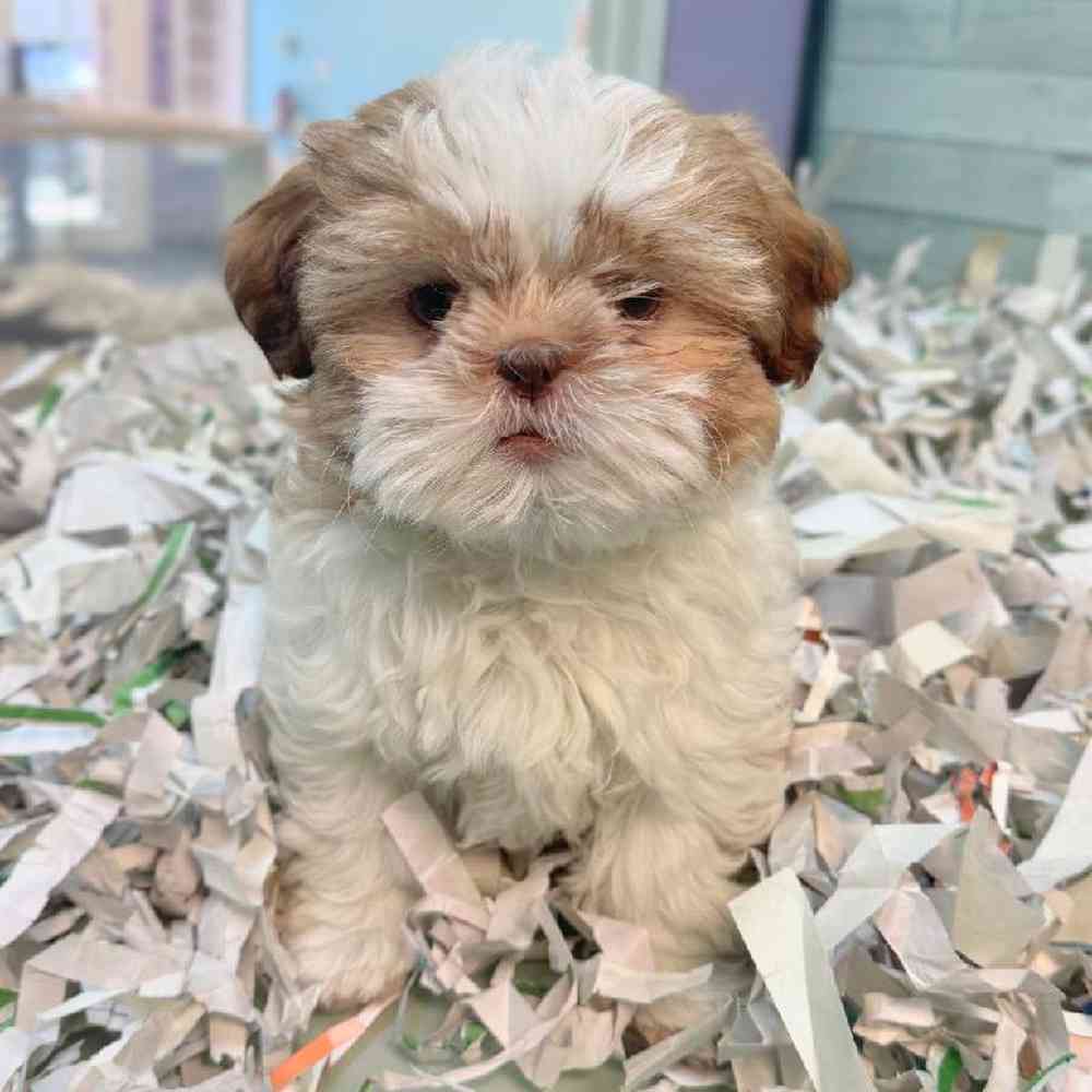 carousel pet images