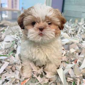 Shih Tzu