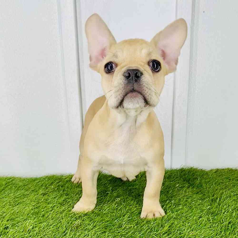 Image of a pet breed in the gallery