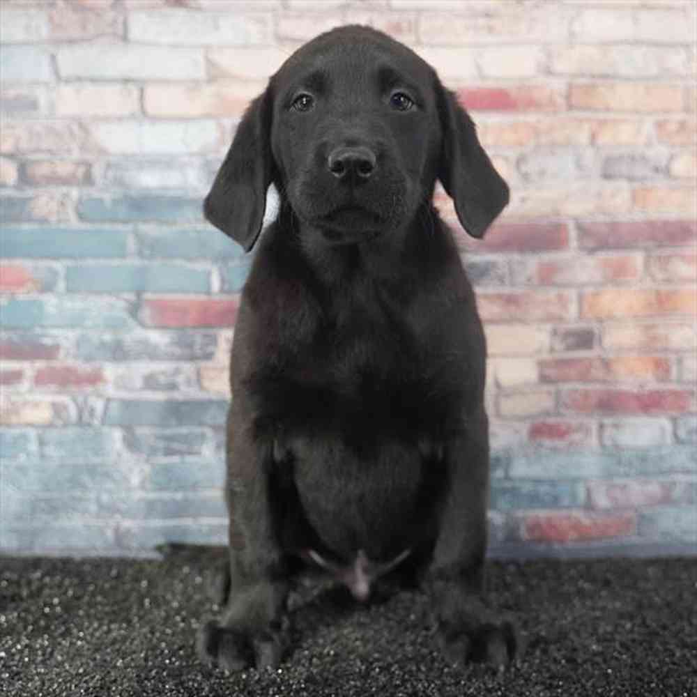 Image of a pet breed in the gallery