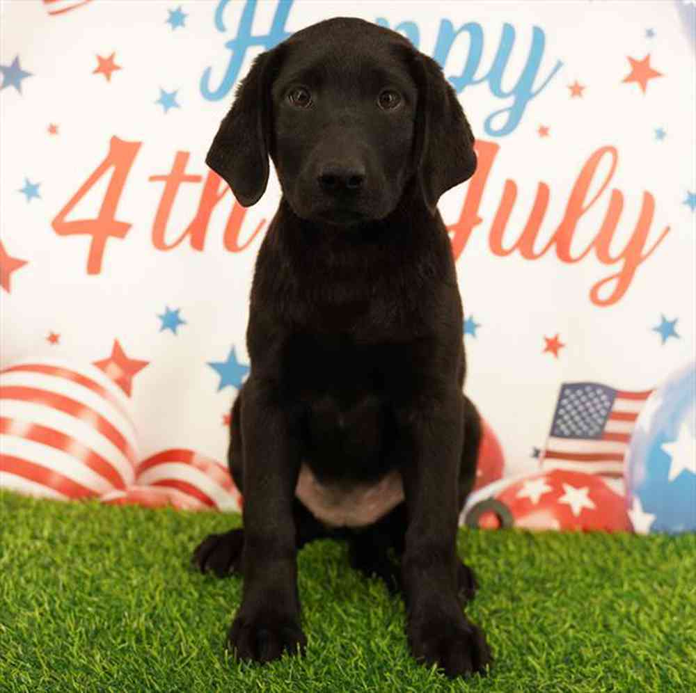 Image of a pet breed in the gallery