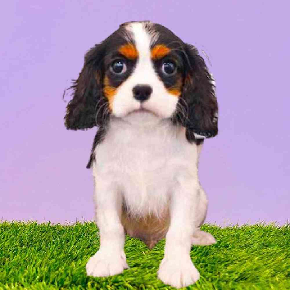 carousel pet images