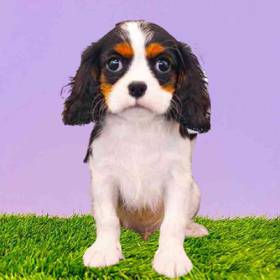 Cavalier King Charles Spaniel