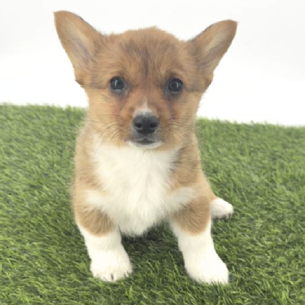 Image of a pet breed in the gallery