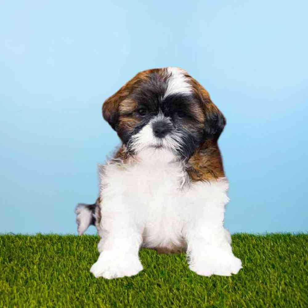 carousel pet images