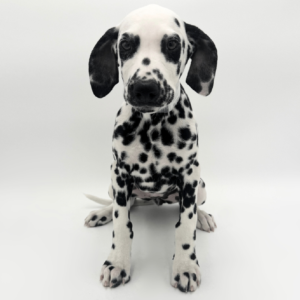 Image of a pet breed in the gallery