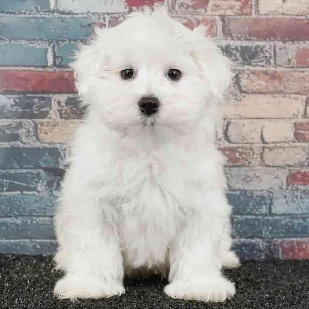 Image of a pet breed in the gallery