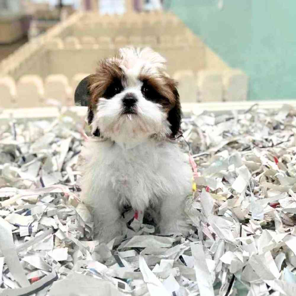 carousel pet images