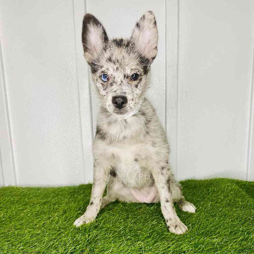 Image of a pet breed in the gallery