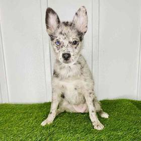 2nd Gen Pomsky