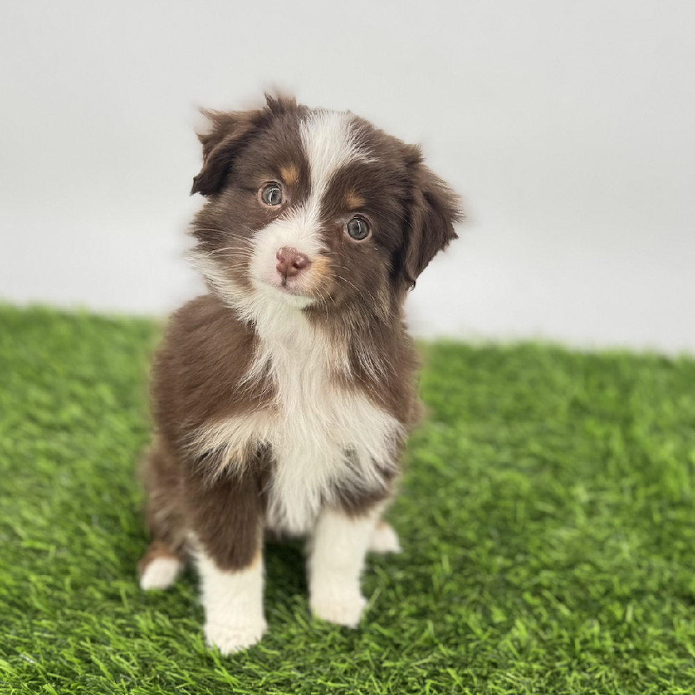 Image of a pet breed in the gallery