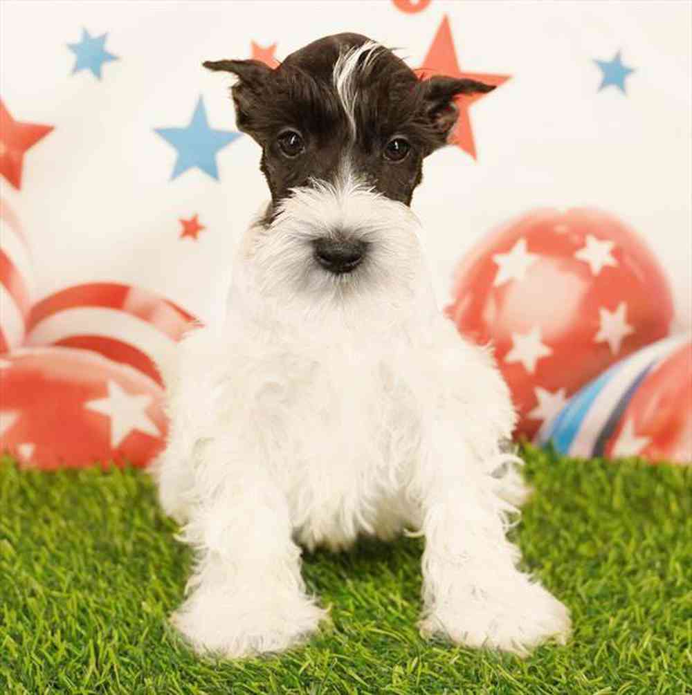 Image of a pet breed in the gallery