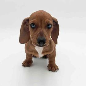 Dachshund