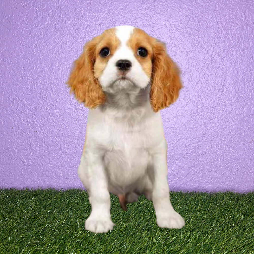Male Cavalier King Charles Spaniel Puppy for Sale in New Braunfels, TX