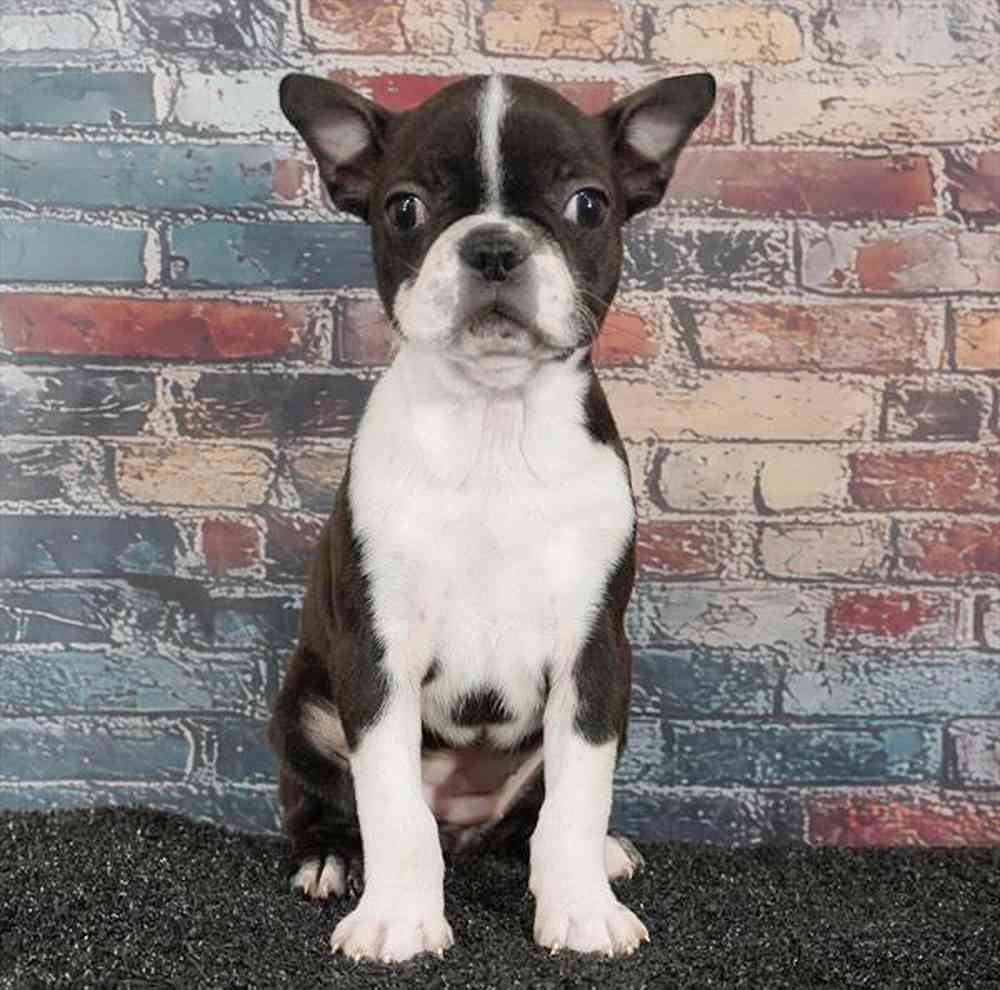 Image of a pet breed in the gallery