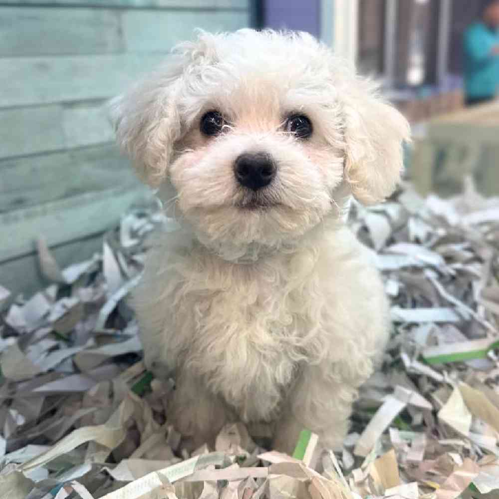pet breed image