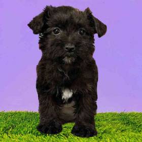 Westipoo