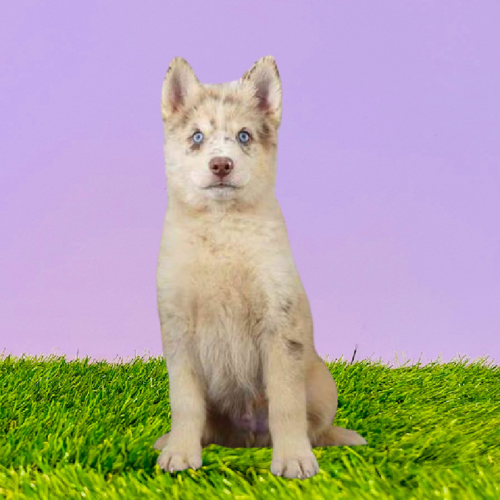 Male Pomsky Puppy for Sale in Marietta, GA