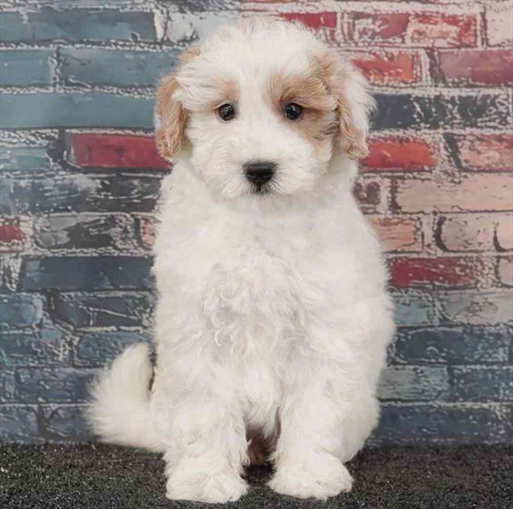 Image of a pet breed in the gallery