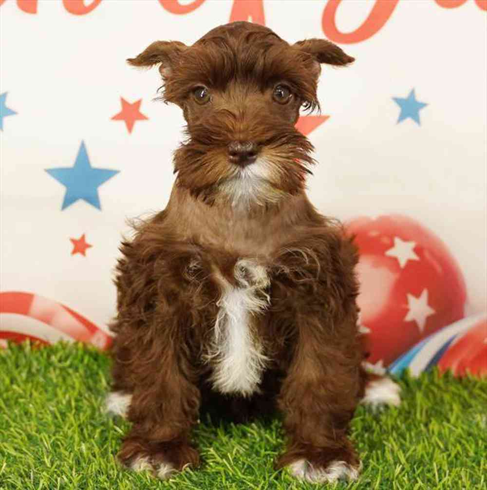 Image of a pet breed in the gallery