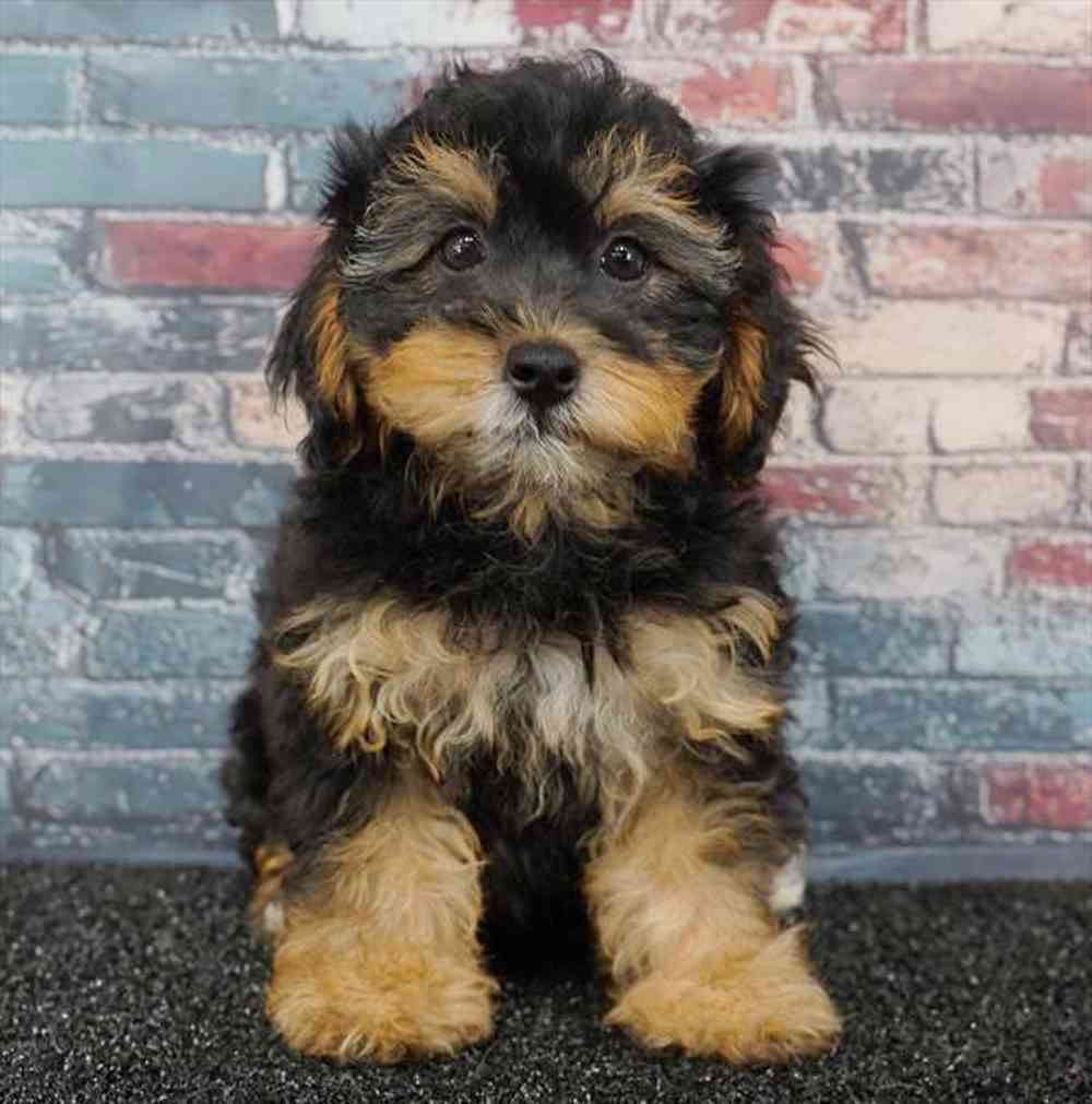 Image of a pet breed in the gallery