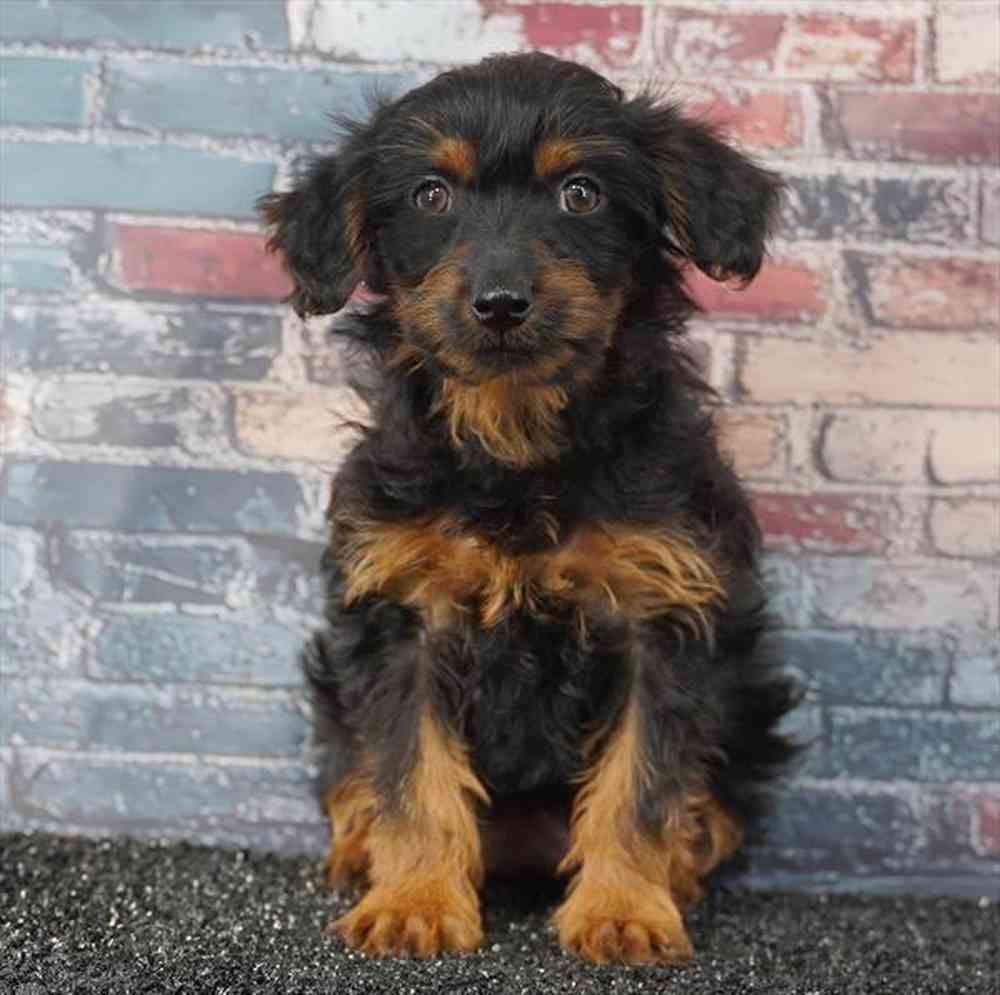 Image of a pet breed in the gallery