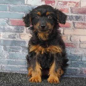 Yorkie-Poo