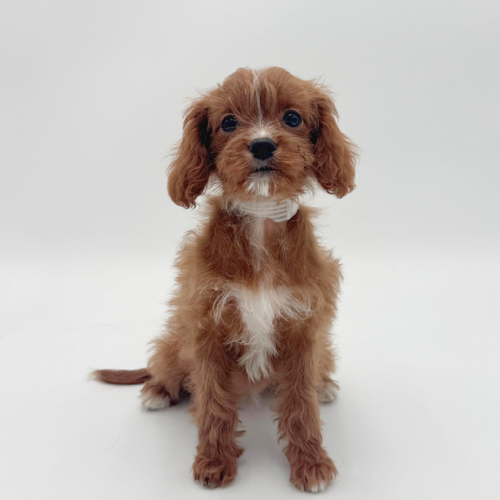 carousel pet images