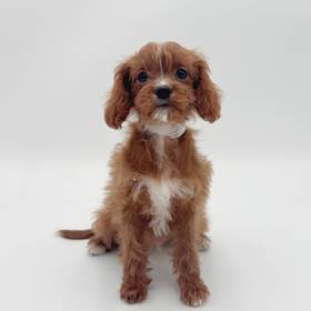 Cavapoo