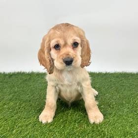 Cocker Spaniel
