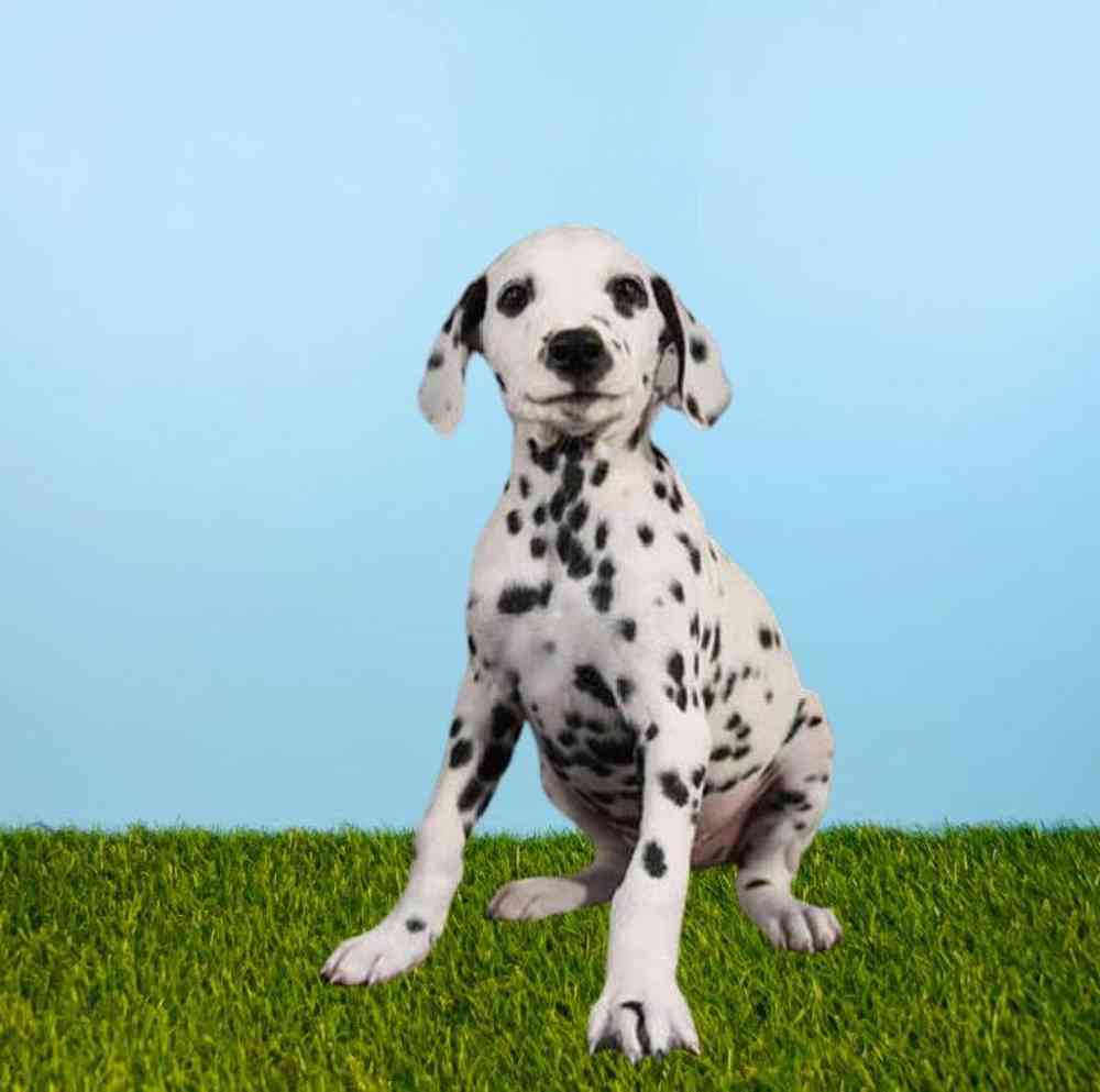 Male Dalmatian Puppy for Sale in Meridian, ID