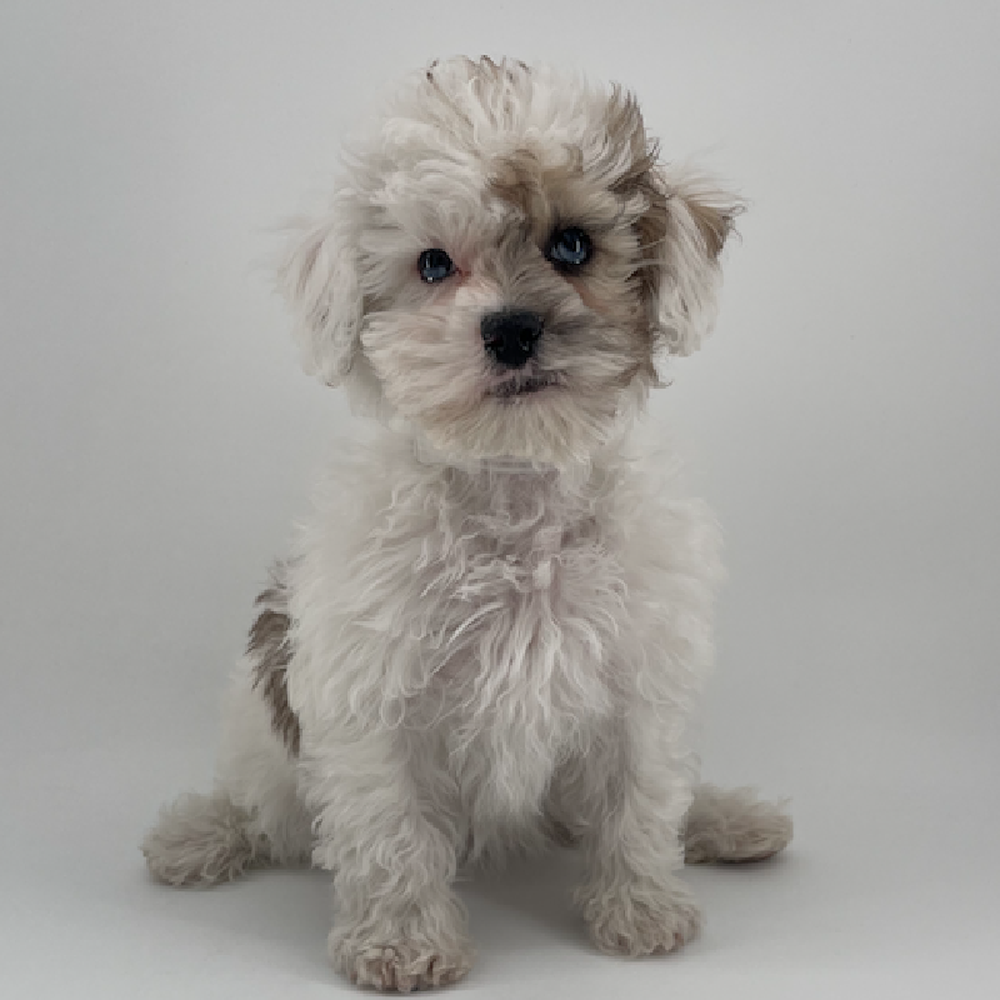 Image of a pet breed in the gallery